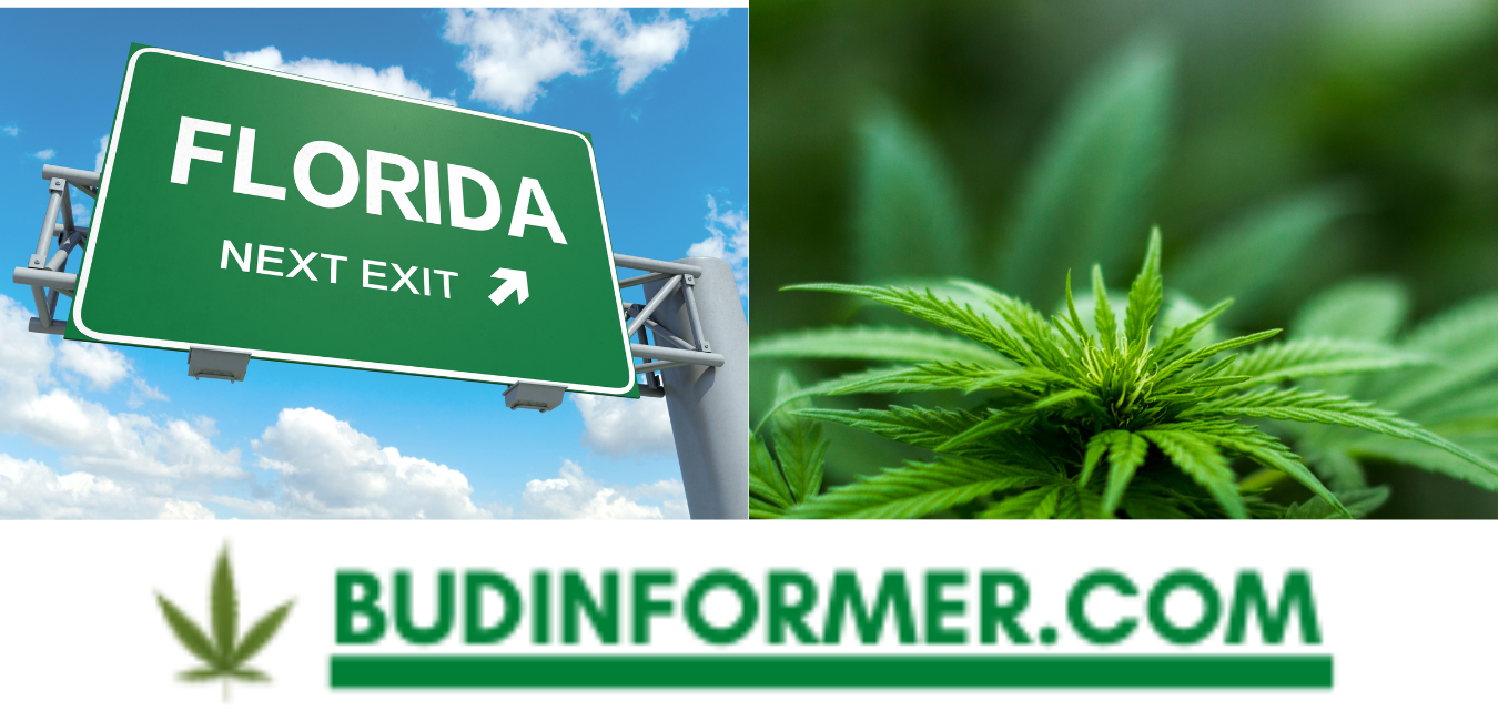 8 Best Outdoor Strains For Florida! (Updated For 2023)